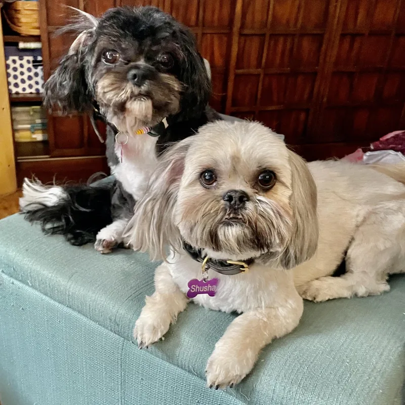 An adult small-sized female White / Cream Shih Tzu dog named China Turner for adoption in Plano, TX