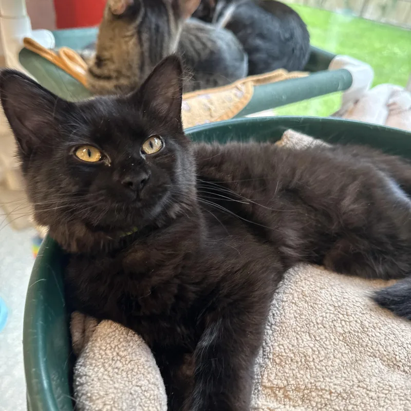 A baby small-sized female Black Domestic Short Hair cat named Rd for adoption in North Haven, CT