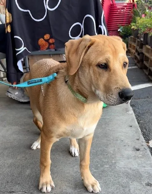 A baby medium-sized male Shepherd dog named Smitty for adoption in Mocksville, NC