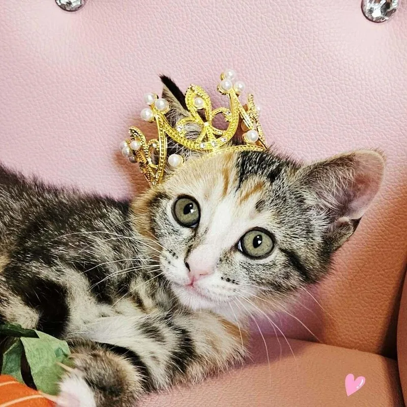 A baby small-sized female Domestic Short Hair cat named Mcgriddle for adoption in tucson, AZ