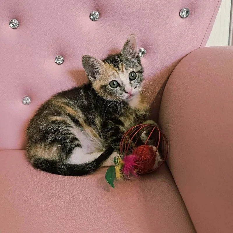 Mcgriddle thumbnail 2