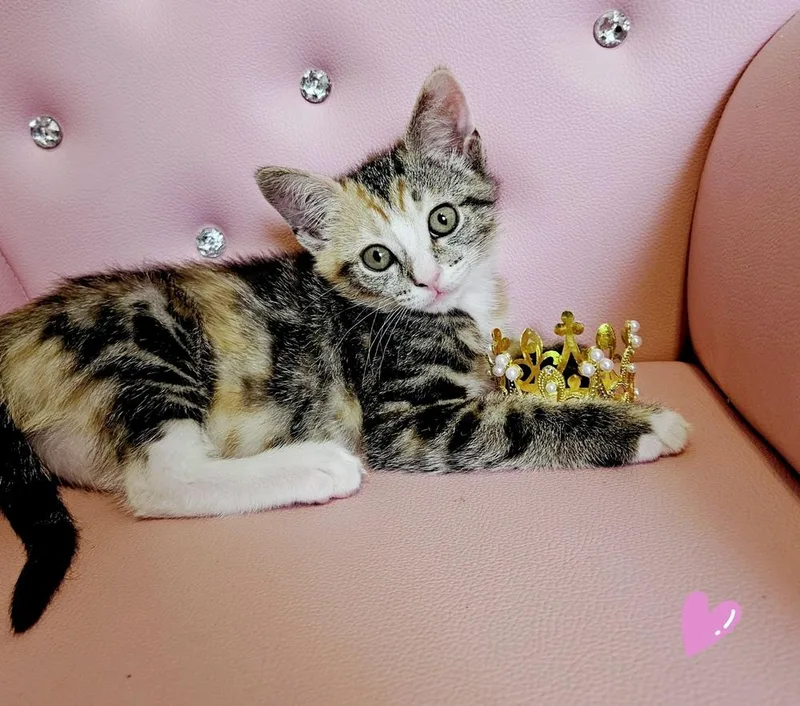 Mcgriddle thumbnail 3