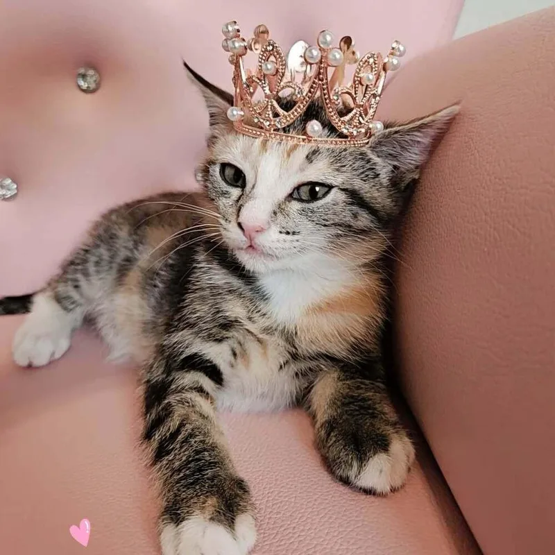 Mcgriddle thumbnail 4