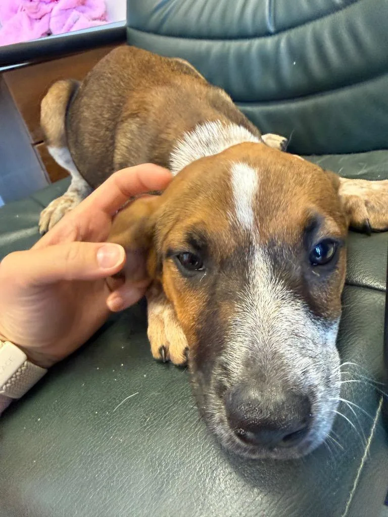 A baby small-sized female Mixed Breed dog named Thena for adoption in Gallatin, TN