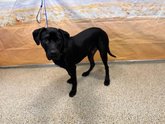 A young large-sized male Labrador Retriever dog named Macaroon for adoption in Miami, FL