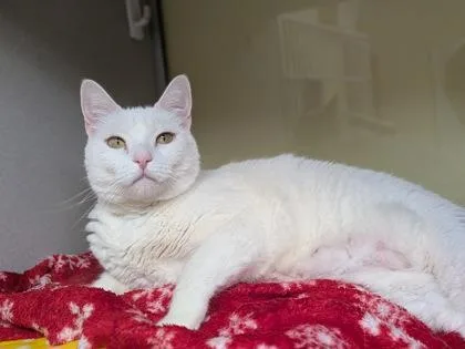 A young large-sized female Domestic Short Hair cat named Sasha for adoption in Divide, CO