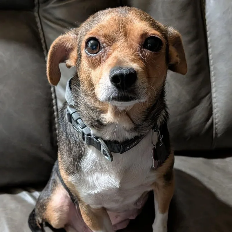 Daisy thumbnail 5