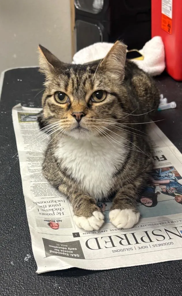 A senior medium-sized male Domestic Short Hair cat named Toby Keith for adoption in Sorrento, LA