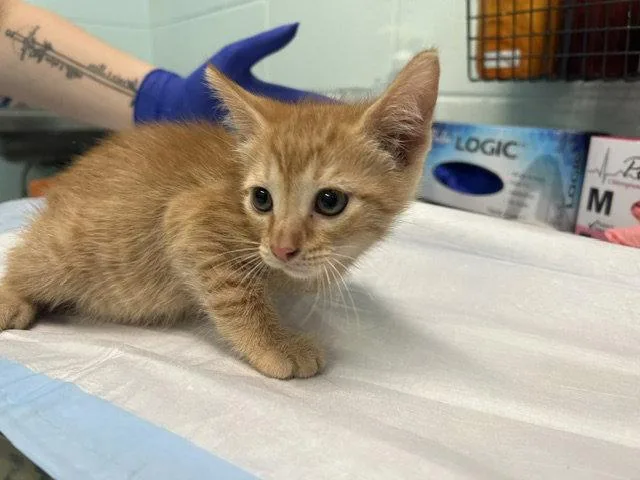 A baby small-sized male Orange / Red Domestic Short Hair cat named Spud for adoption in Tavares, FL