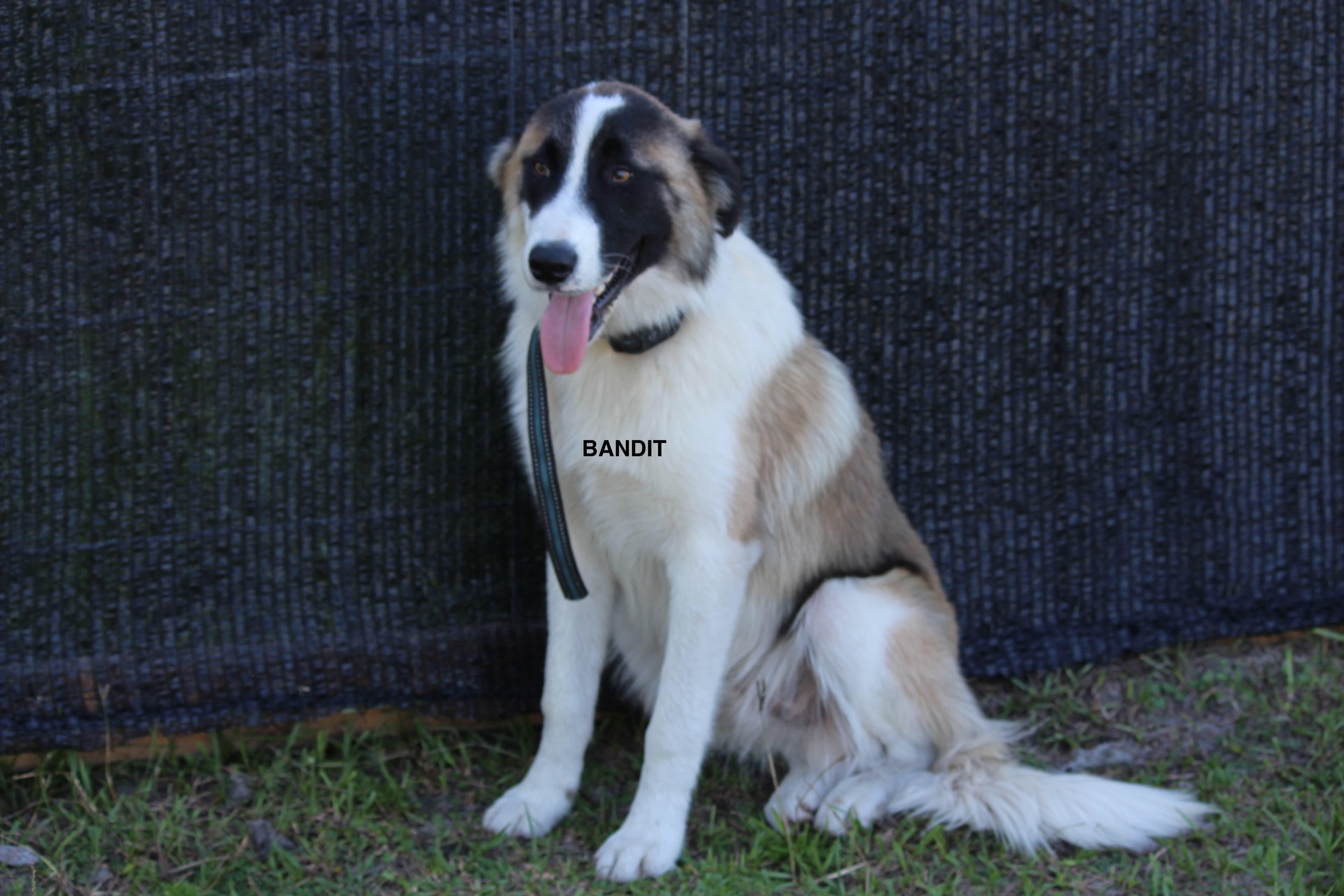 Bandit