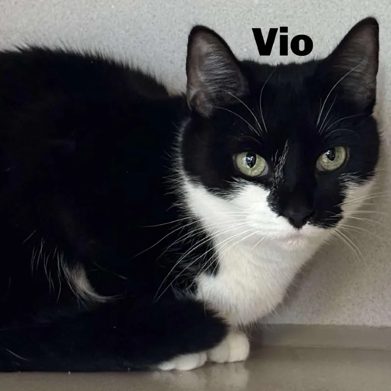 Vio