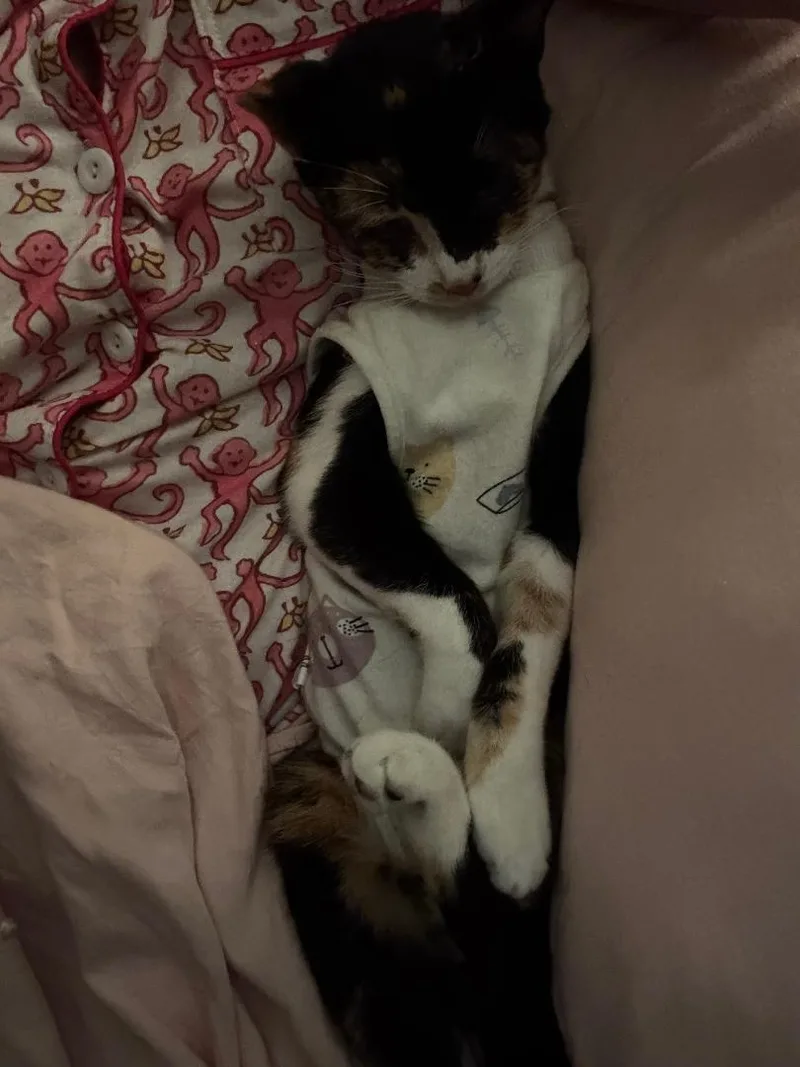 An adult medium-sized female Tortoiseshell cat named Camembert for adoption in MONTGOMERY, TX