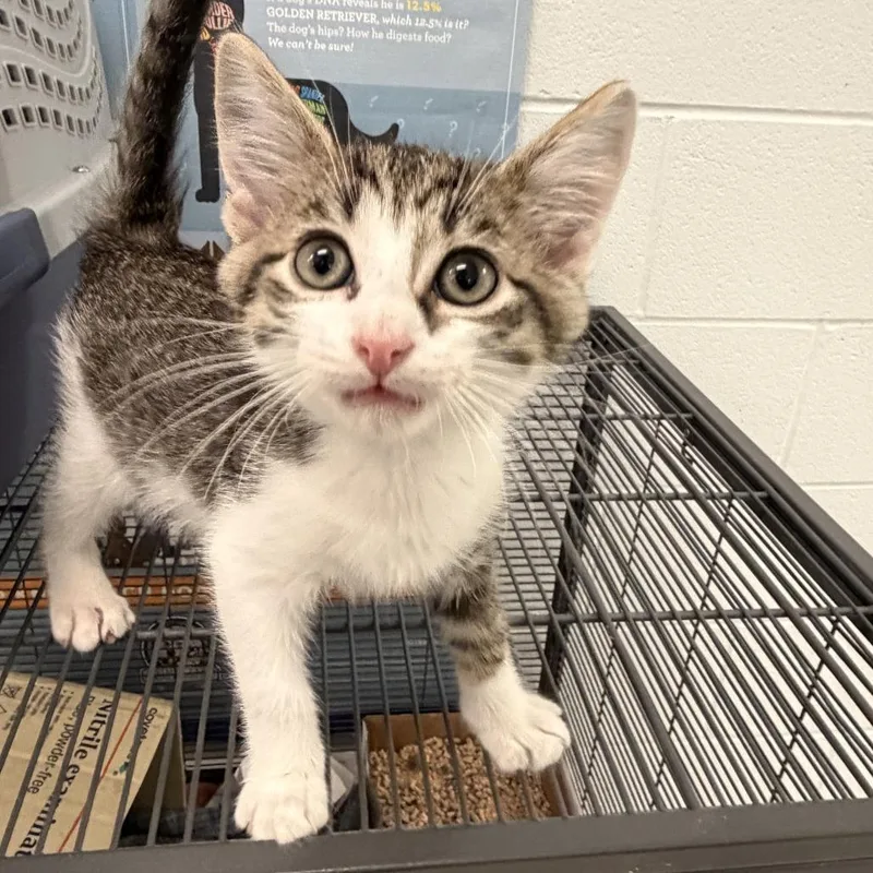 A baby small-sized male Brown / Chocolate Domestic Short Hair cat named Lovebug for adoption in Marshall, VA