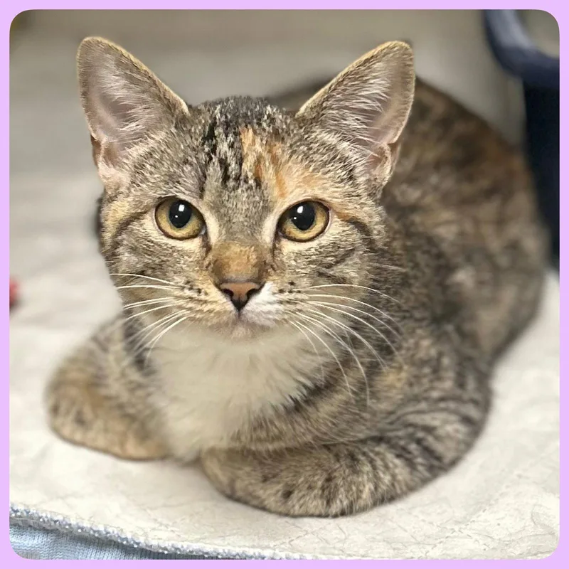 A young small-sized female Domestic Short Hair cat named Lilac for adoption in Whitehall, PA