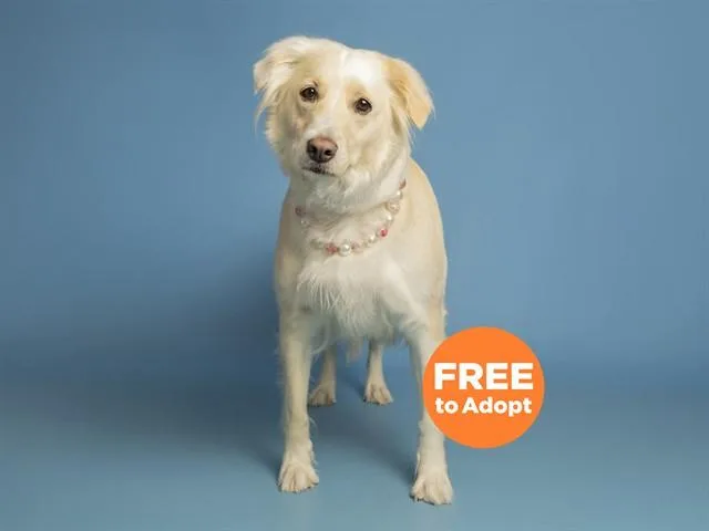 An adult medium-sized female Golden Retriever dog named Kleo for adoption in Phoenix, AZ