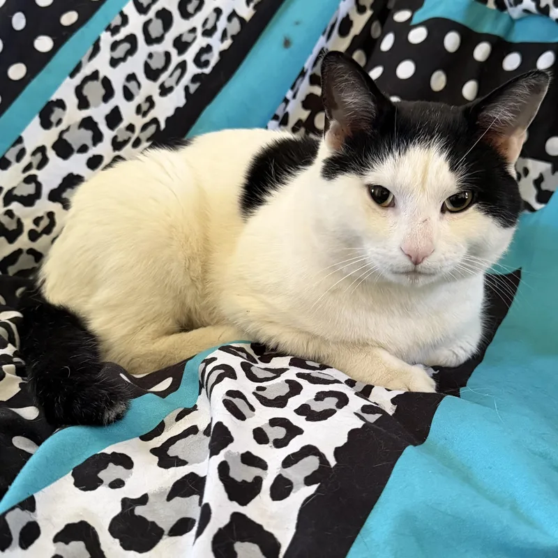 An adult medium-sized male Black & White / Tuxedo Domestic Short Hair cat named Cowboy for adoption in Hyattsville, MD