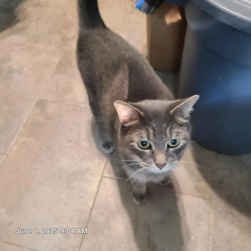 An adult medium-sized female Domestic Short Hair cat named Annie Marshmellow for adoption in Waynetown, IN