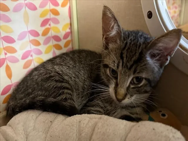 A baby small-sized male Domestic Short Hair cat named A for adoption in Woodland, CA
