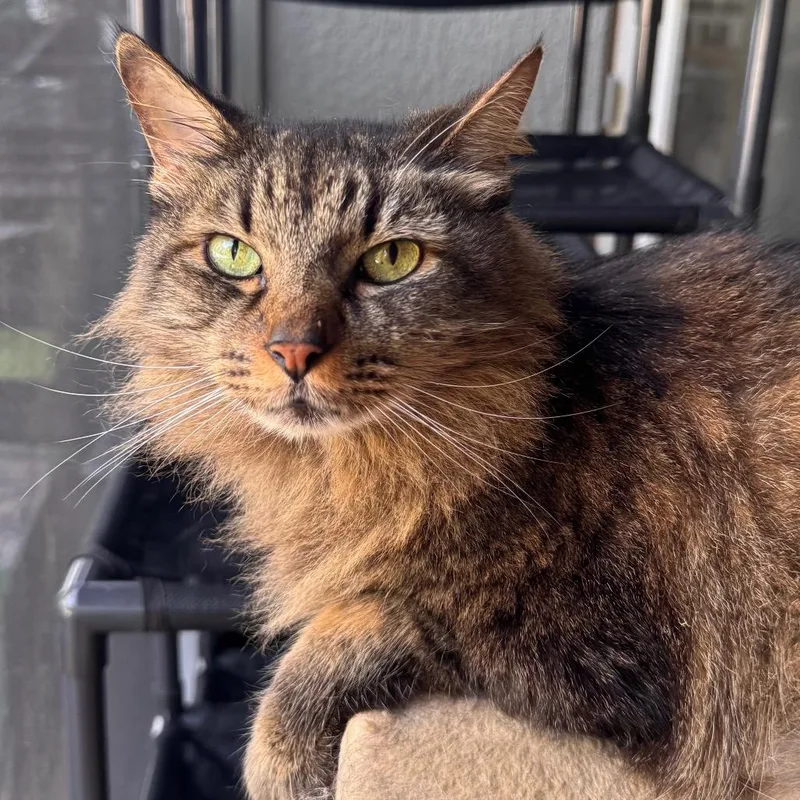 A senior small-sized male Brown / Chocolate Domestic Long Hair cat named Sam for adoption in TITUSVILLE, FL