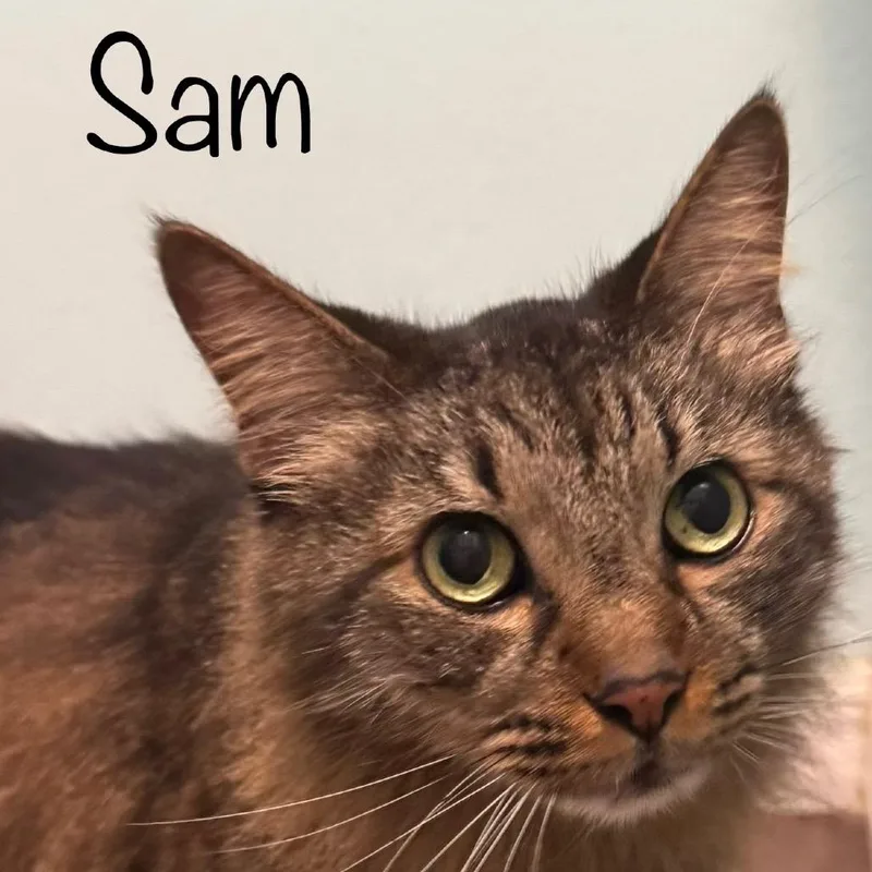 Sam thumbnail 4