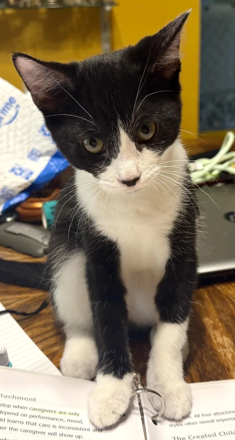 A young medium-sized female Tuxedo cat named Koko for adoption in Bentonville, AR