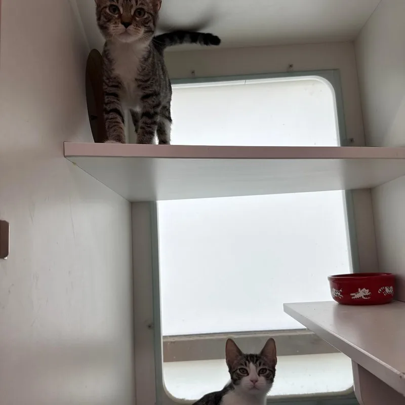 A baby small-sized female Gray / Blue / Silver Domestic Short Hair cat named Mayo for adoption in Branford, CT