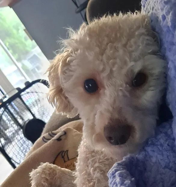 Peanut