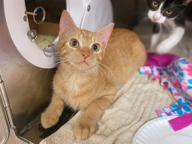 A baby small-sized male Domestic Short Hair cat named Tabasco for adoption in Fort Wayne, IN