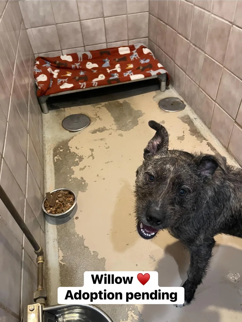 A young medium-sized female Wirehaired Pointing Griffon dog named Willow for adoption in North Kansas City, MO