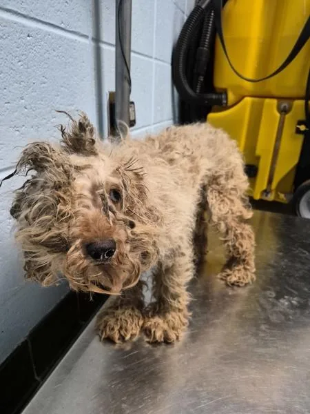 An adult small-sized female Poodle dog named Pen  Beatrice for adoption in Lawrenceville, GA