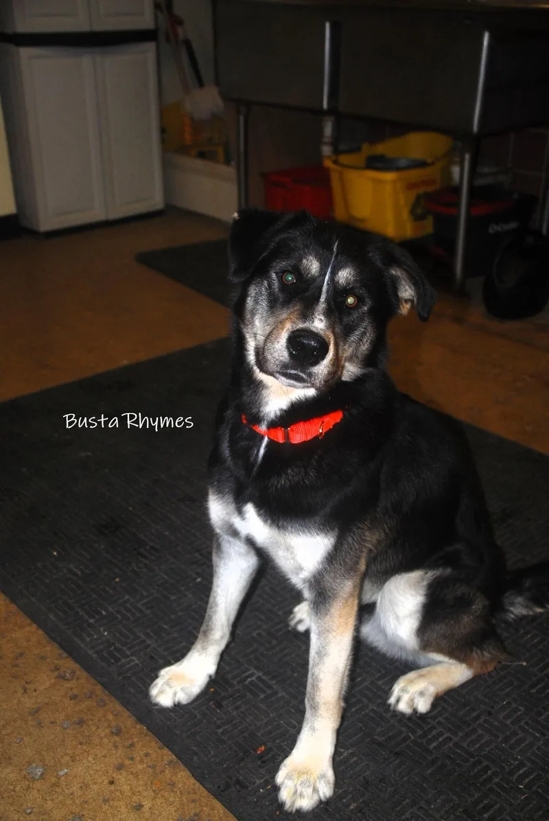 A young large-sized male Black Shepherd dog named Busta Rhymes for adoption in Chardon, OH