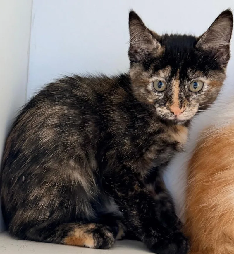 A baby small-sized female Domestic Short Hair cat named Miss Vickie for adoption in Newcastle, OK