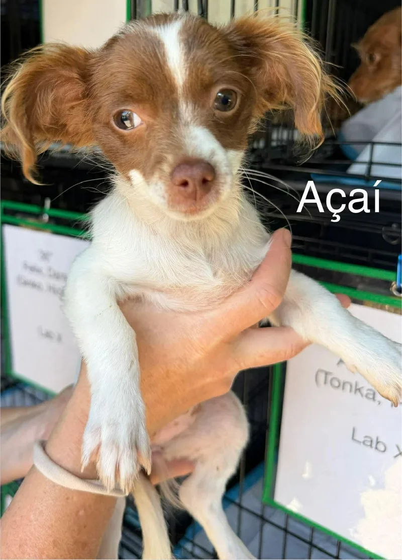 Acai