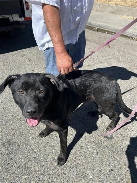 A young large-sized male Rottweiler dog named Goober for adoption in Sacramento, CA