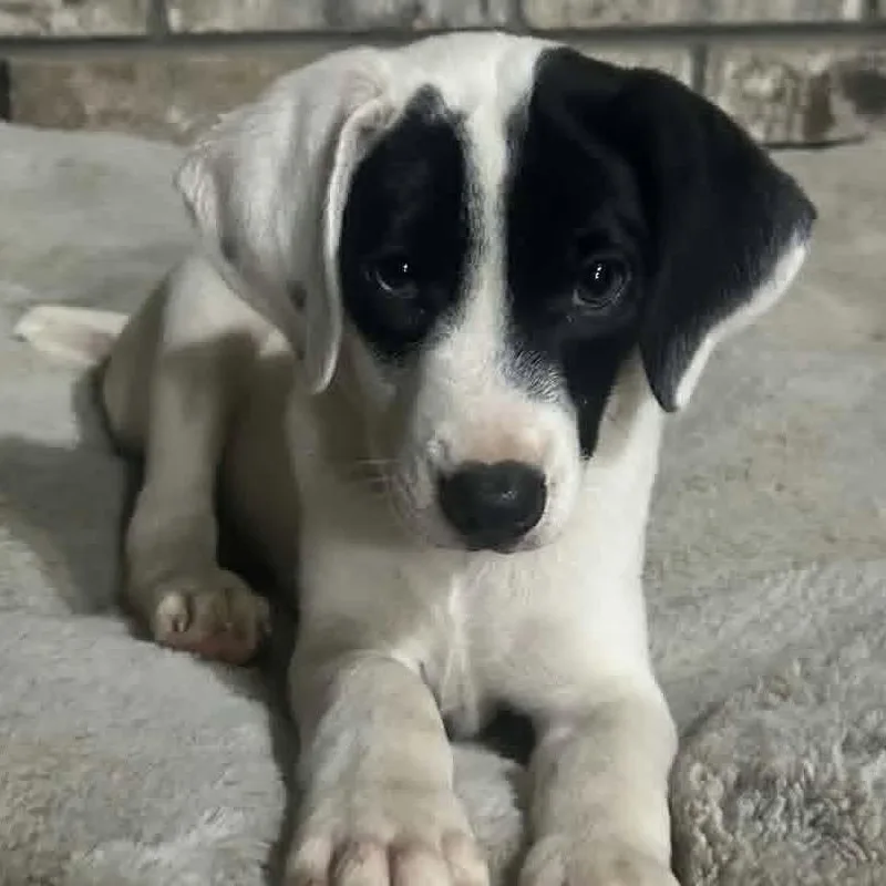 A baby medium-sized male White / Cream Mixed Breed dog named Woody for adoption in Alexandria, VA