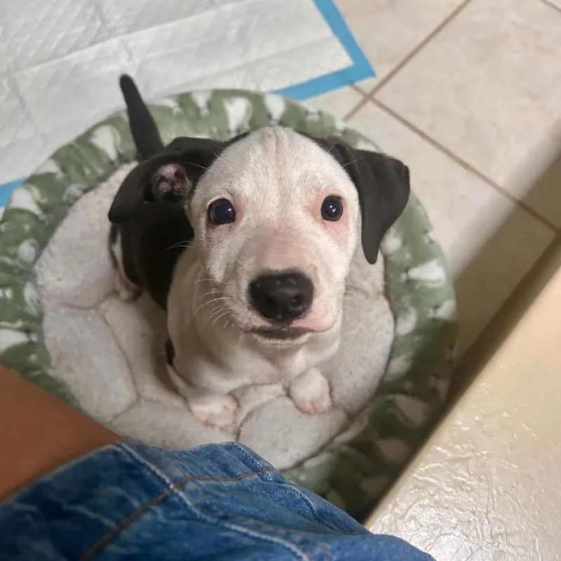 A baby small-sized male Terrier dog named Lillard for adoption in Chattanooga, TN