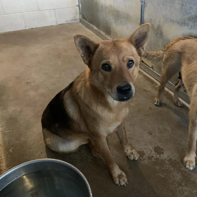 An adult medium-sized female Brown / Chocolate Shepherd dog named Lynx for adoption in Edinburg, TX