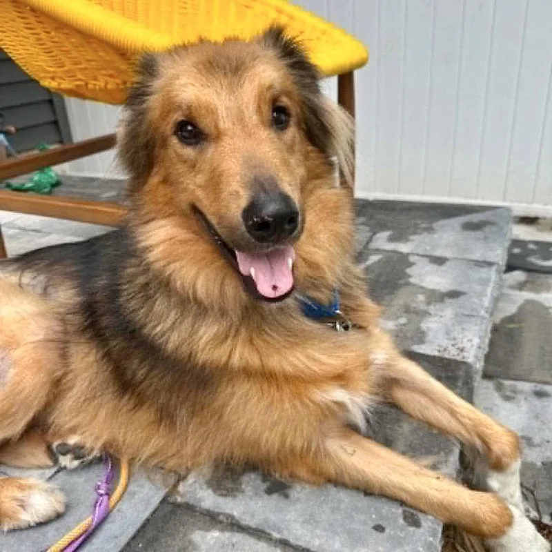 An adult medium-sized male Mixed Breed dog named Kaleb for adoption in Long Island City, NY