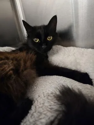A senior small-sized female Domestic Medium Hair cat named Bella for adoption in Roseville, CA