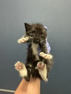 A baby small-sized male Domestic Long Hair cat named Storm for adoption in Miami, FL