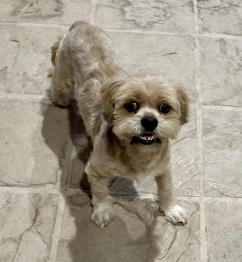 A young small-sized male Apricot / Beige Lhasa Apso dog named Tyson for adoption in Elk Grove, CA