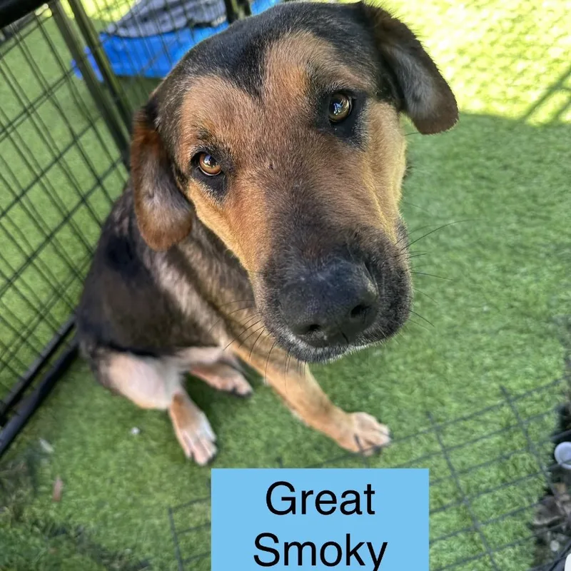 An adult large-sized male Brown / Chocolate Shepherd dog named Great Smoky for adoption in Tampa, FL