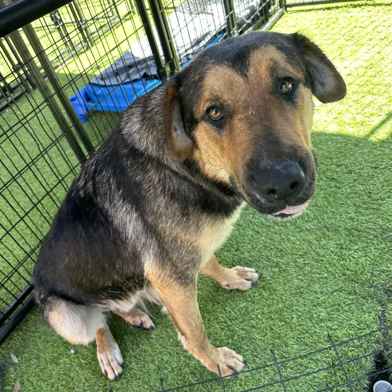 Great Smoky thumbnail 2