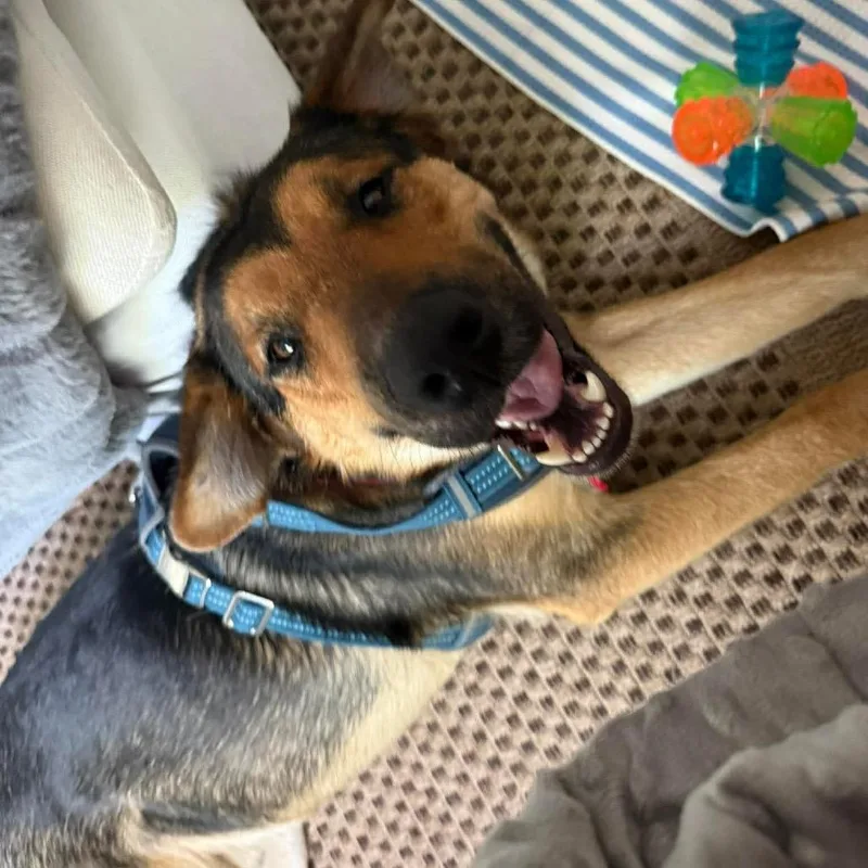 Great Smoky thumbnail 3