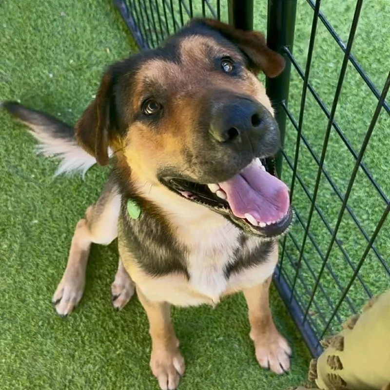 Great Smoky thumbnail 4