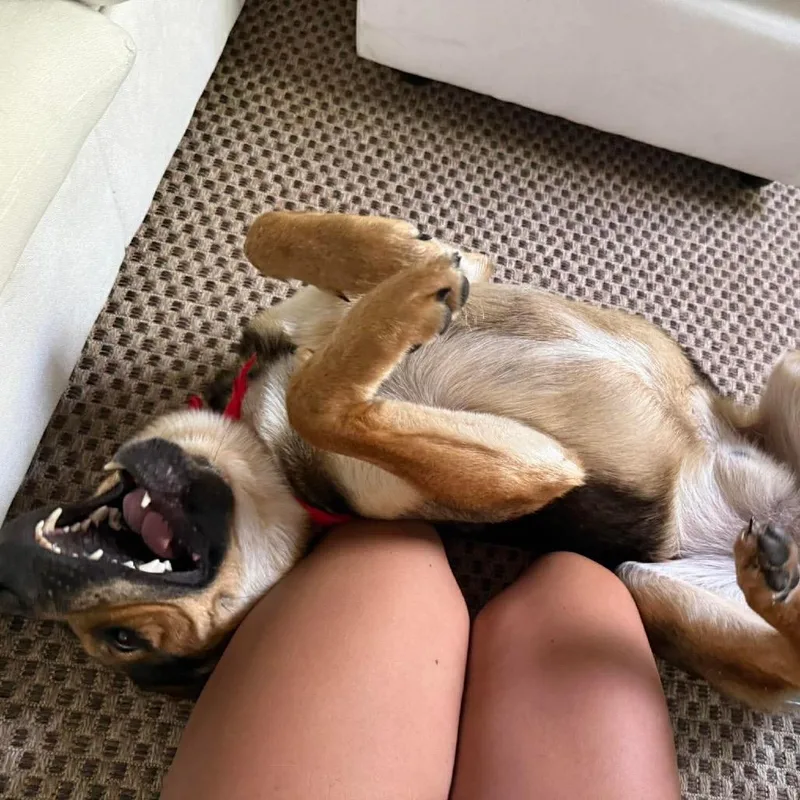 Great Smoky thumbnail 5