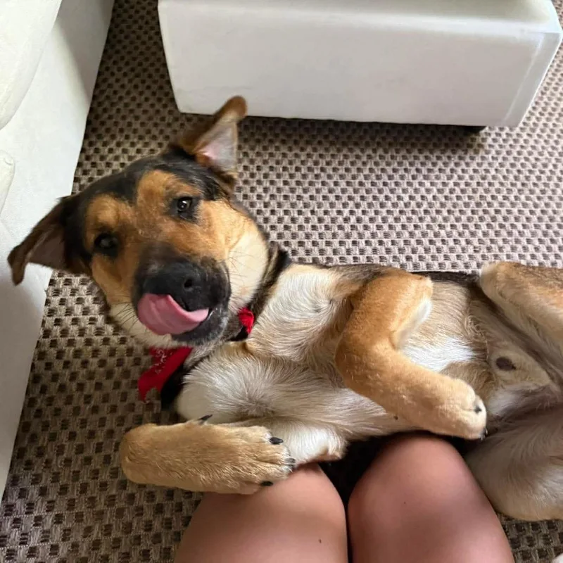 Great Smoky thumbnail 6