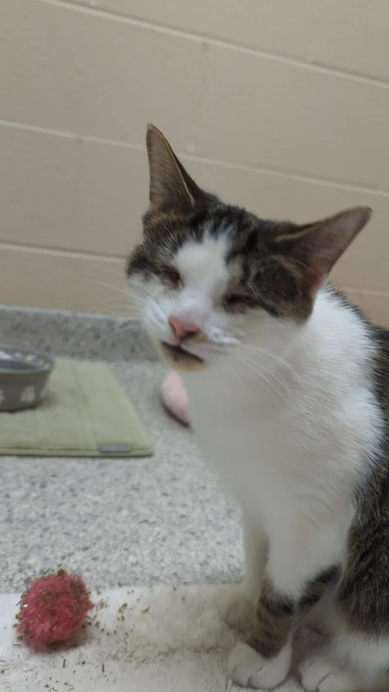 Pixie Stix thumbnail 2