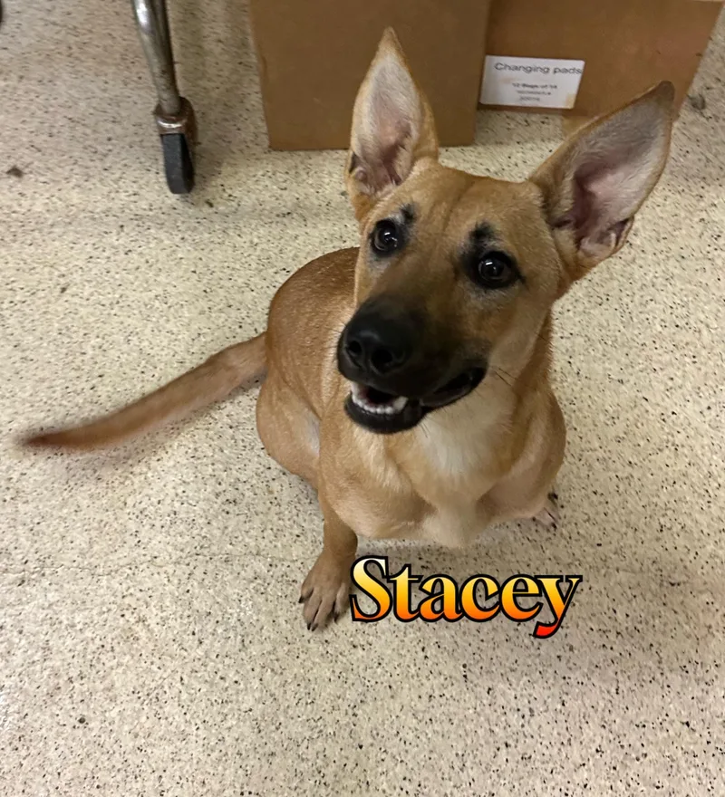 Stacey thumbnail 4