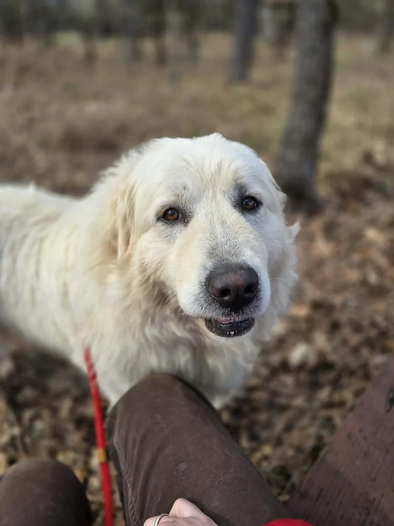 Ms. Pibb thumbnail 2